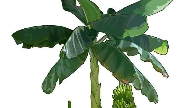 seed
