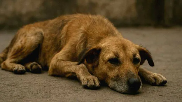 dog