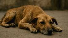 dog