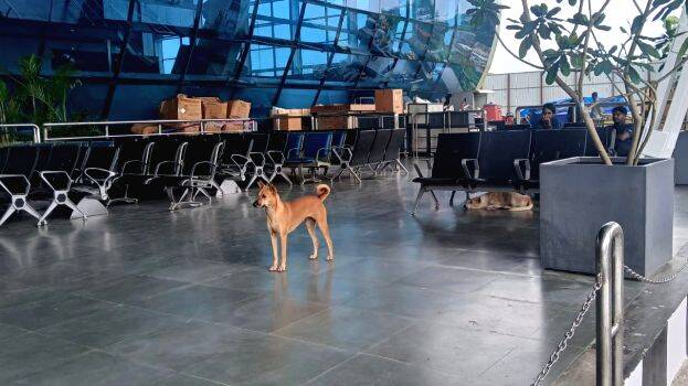 dog
