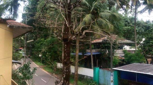 tree