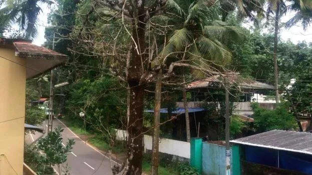 tree