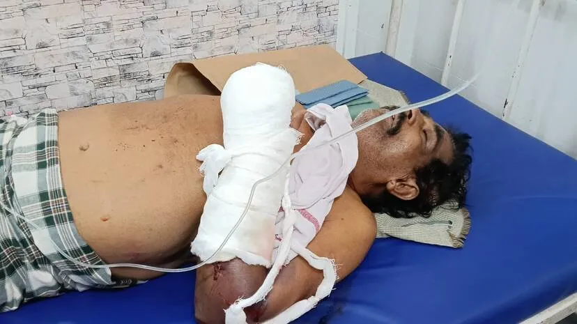 parukkeetta