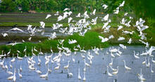 aa
