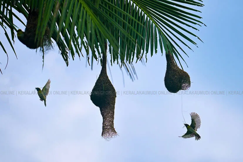 aa