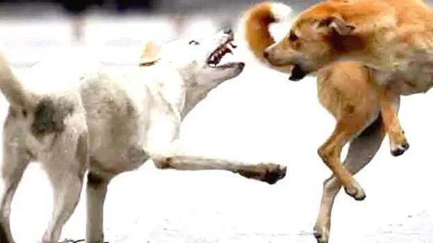 dog