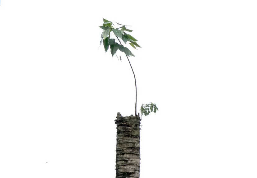 coconut-tree
