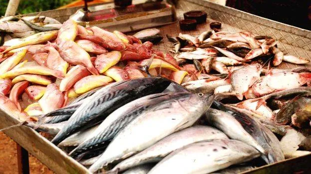 fish