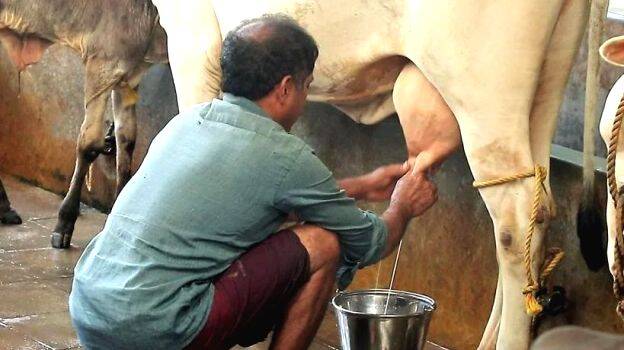 milk