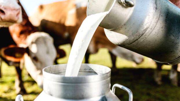 milk