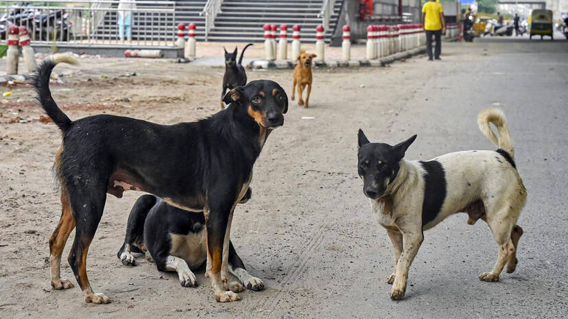 dogs