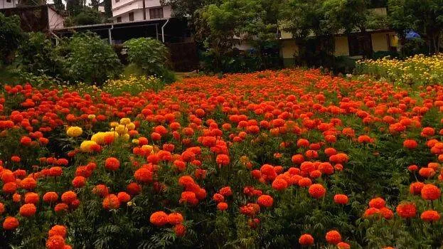 flower