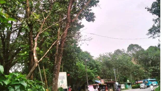 tree
