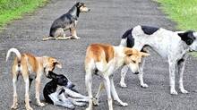 dog