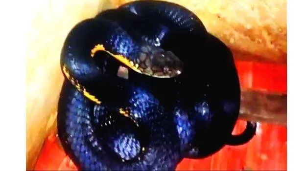 raja