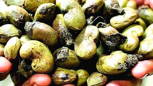 cashewnut
