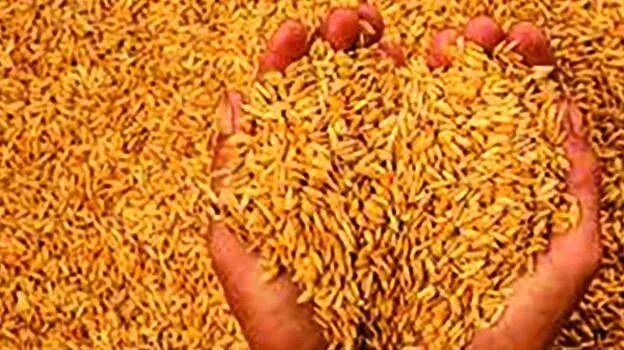 nellu