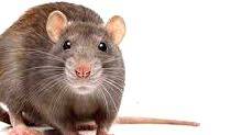 rat