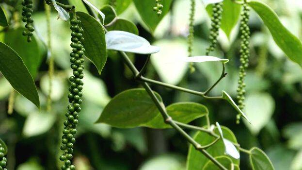 black-pepper