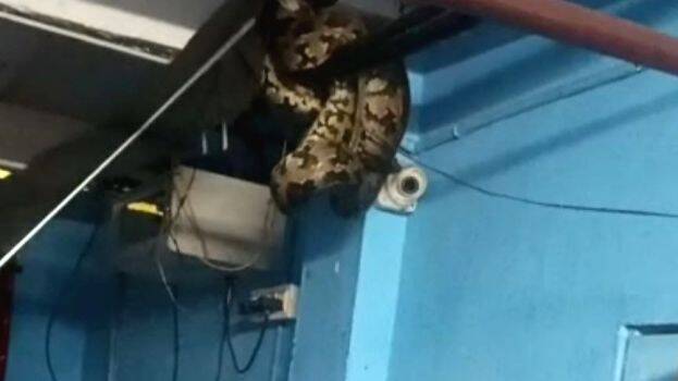 malapambu