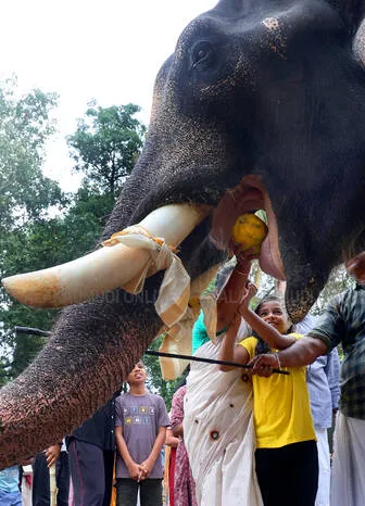 gajapooja