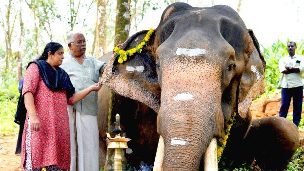 elephant
