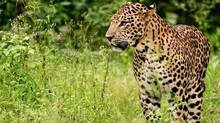 leopard