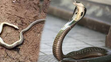 snake