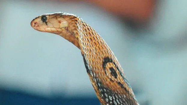 snake