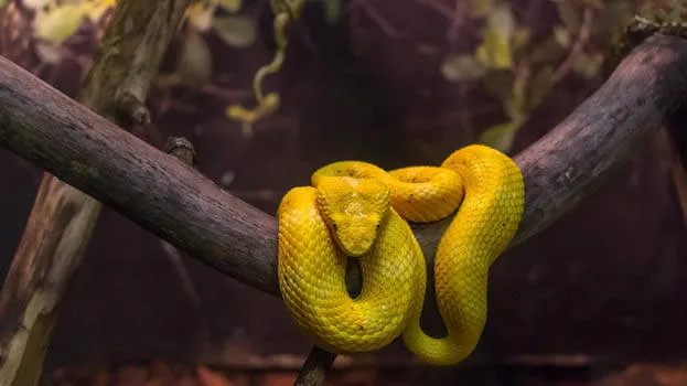 reptiles