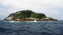 snake-island-where-somany-venomous-snakes-found