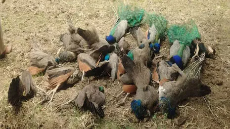peacocks