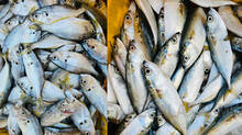 availability-of-fish-in-kerala-and-detailed-report