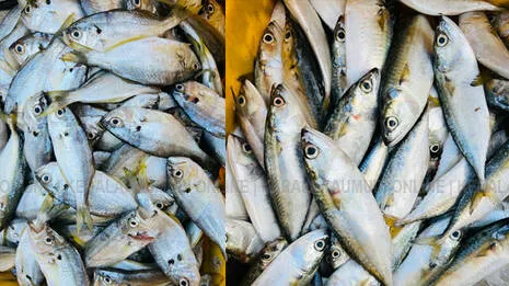 fish