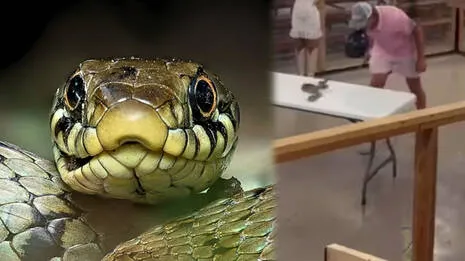 snake