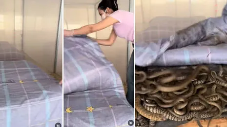 snake