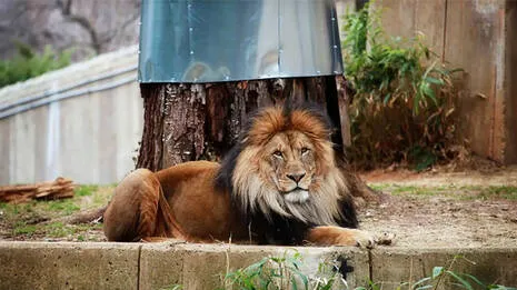 zoo