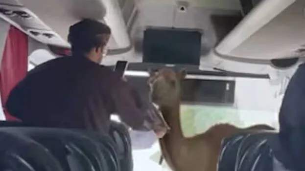 camel