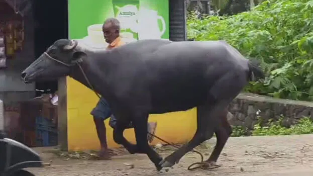 buffalo