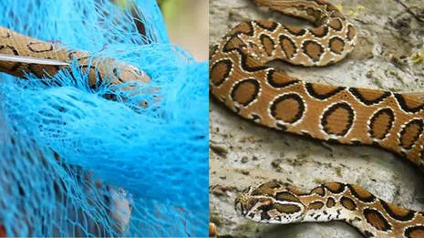 snake