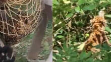 leopard-attack-at-trivandrum-rural-area