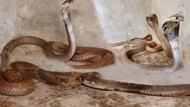 cobra