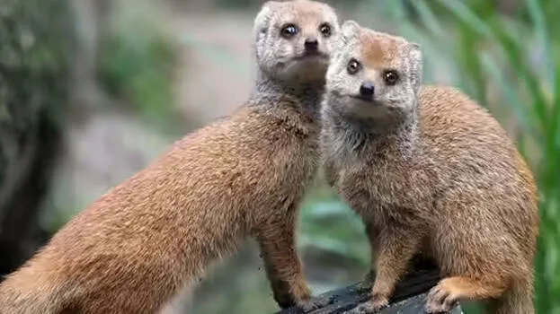 mongoose