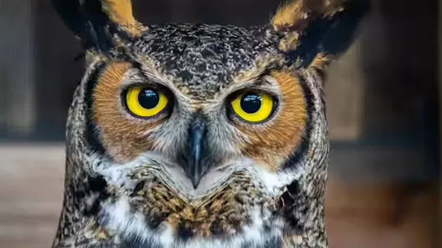 owls