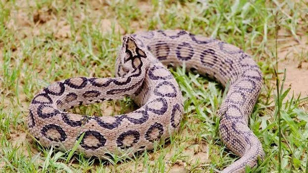 russell-viper