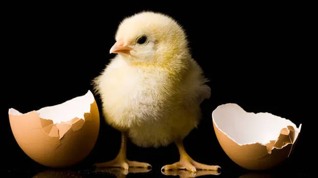 hen