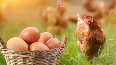 hen