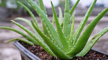 aloe-vera