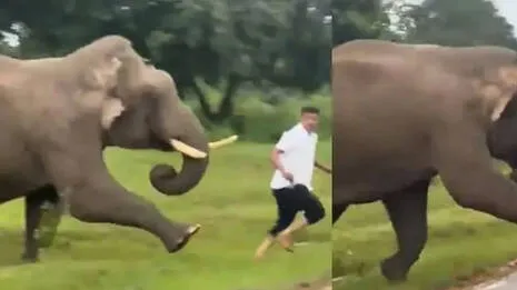 elephant-attack