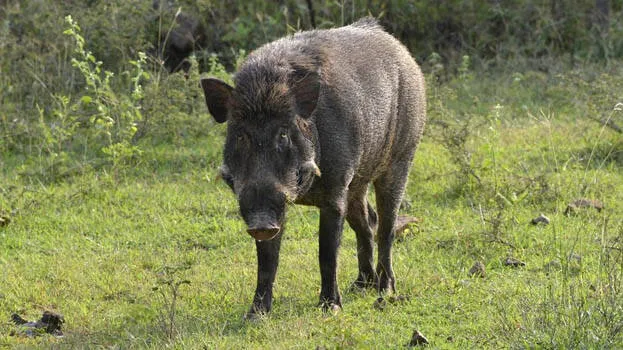 wild-boar